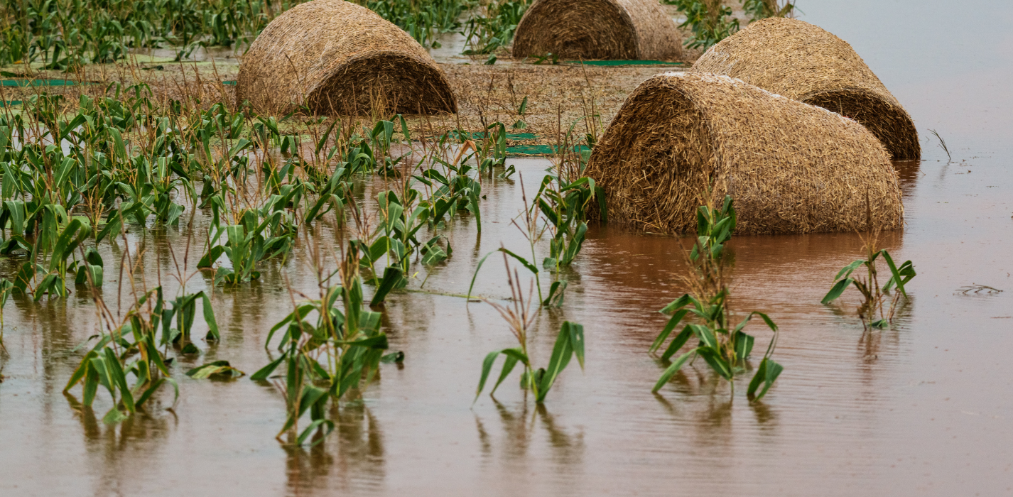 Seguros Agrícolas
